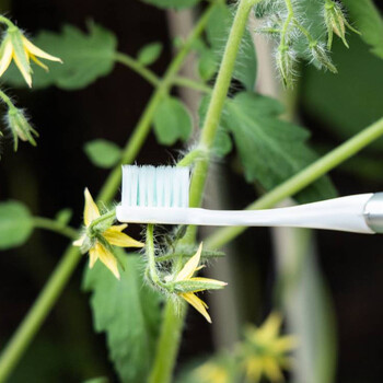 How to Hand Pollinate Tomatoes: Two Methods to Boost Your Harvest