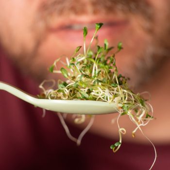 Growing Sprouts: Three Common Problems and How to Solve Them