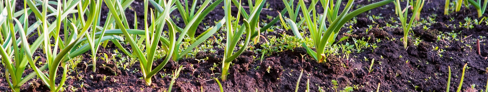 Green Garlic: Don't Miss This Springtime Treat!