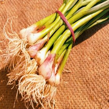 Green Garlic: Don't Miss This Springtime Treat!