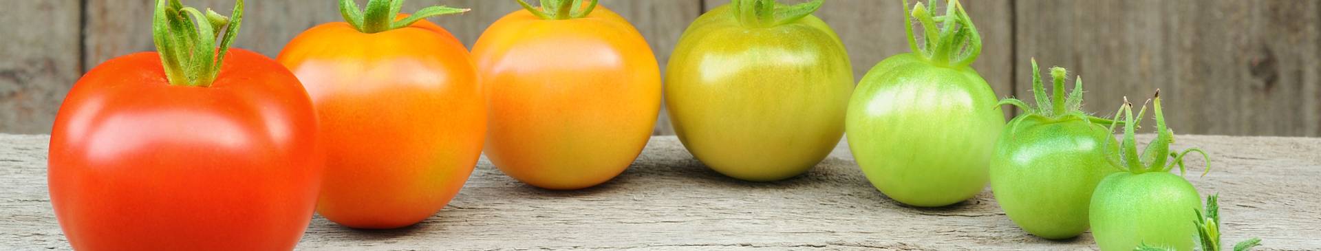 Tomato Harvesting- Vine Ripened vs Early Picking