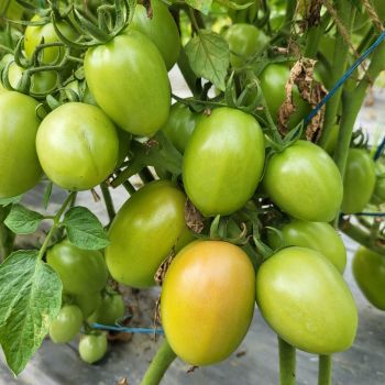 Tomato Harvesting- Vine Ripened vs Early Picking