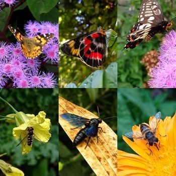 Let's talk about flowers, pollinators and beneficial insects! | The ...
