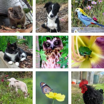 Share a Photo of Your Gardening 'Friends'