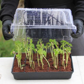 Greenhouse Lid Compatibility Guide