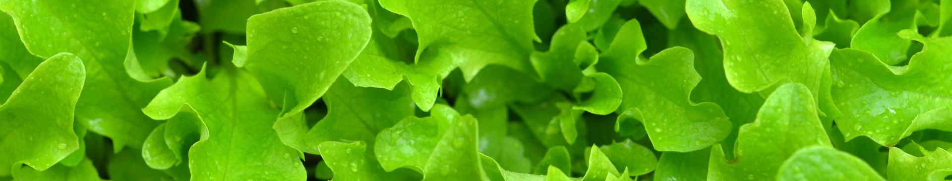 Lettuce for Every Season: 9 Tips for Growing Year Round