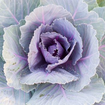 The History of Brassica oleracea: 300+ Versions of a Single Plant