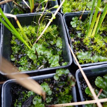 Why Are Moss and Algae Growing in My Seed Trays - and What Can I Do About It?!