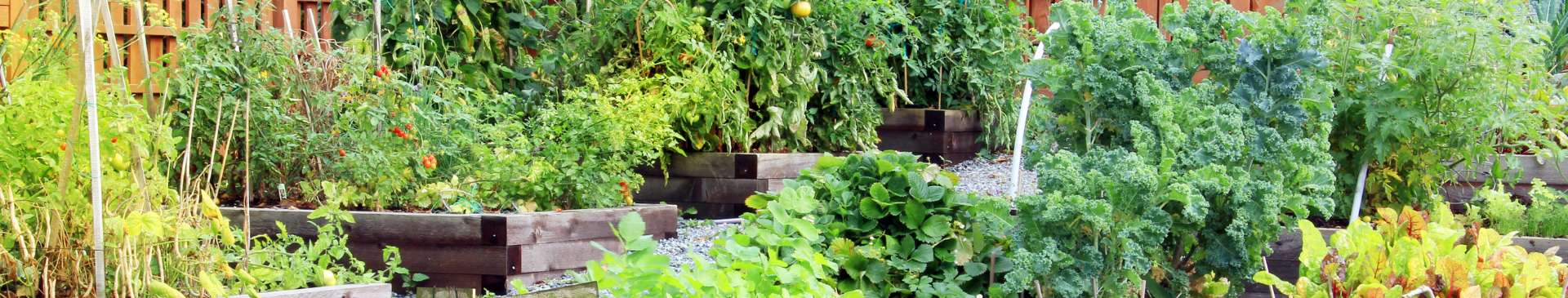Turning a Sloped Block into a Productive Vegetable Garden