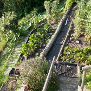 Turning a Sloped Block into a Productive Vegetable Garden