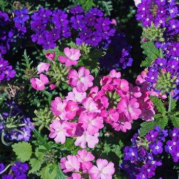 How to Grow Verbena Seeds | The Seed Collection