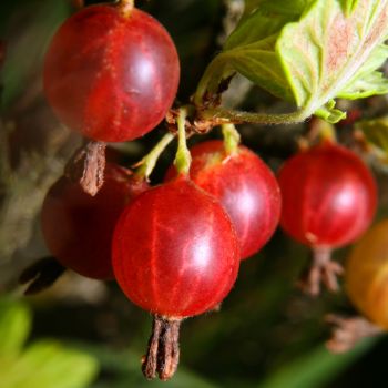 How to Grow Gooseberry Canes | The Seed Collection